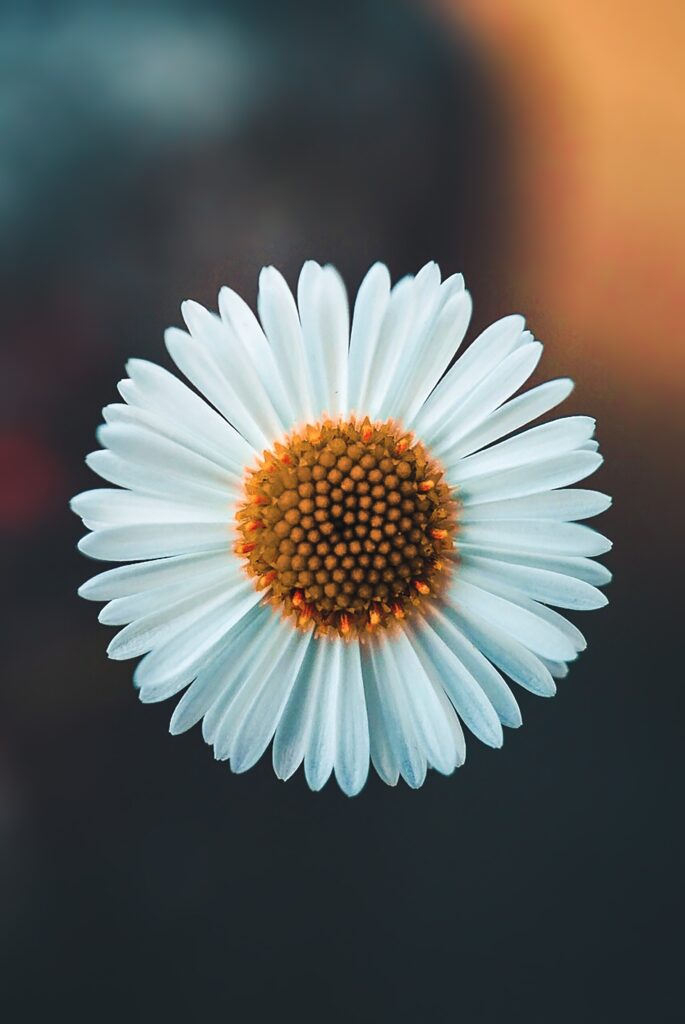 White daisy in bloom